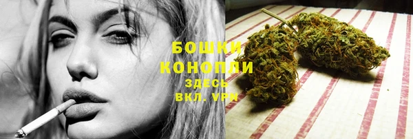 сатива Новокубанск
