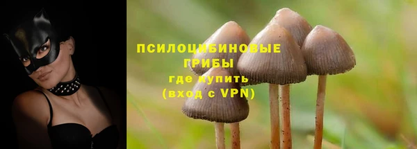 сатива Новокубанск